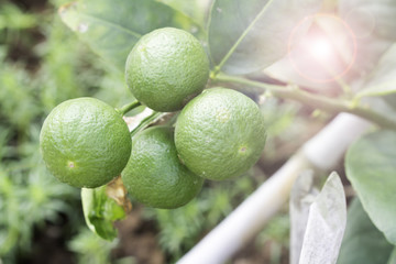 Lime tree with fruits closeup green tree hanging from the branches of it.