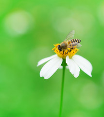 bee on wild flower pollens with green background.