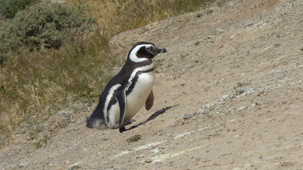 Naklejka premium Magellanic penguin walking and climbing