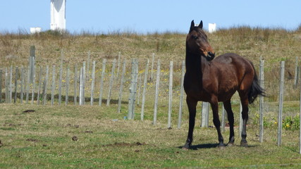 Horse near lighthouse in Cabo Polonio, Uruguay