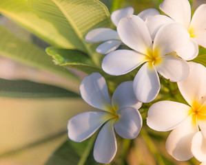Fototapeta premium Plumeria flowers,ligth yellow.