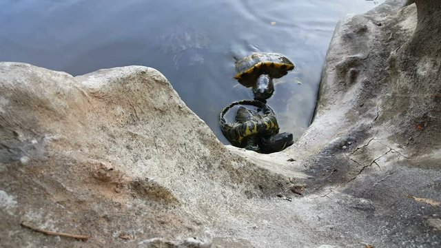 Turtle with open back trying to get out of the water over the rocks