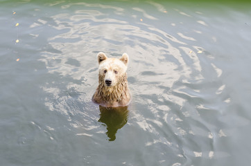 Bear sits on a river.