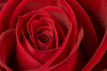 beautiful close up red rose