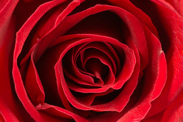 Fototapeta na wymiar beautiful close up red rose