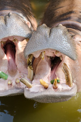 Hippopotamus showing huge jaw and teeth.