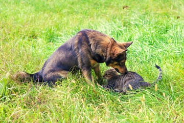 Cat and dog are playing together on the grass