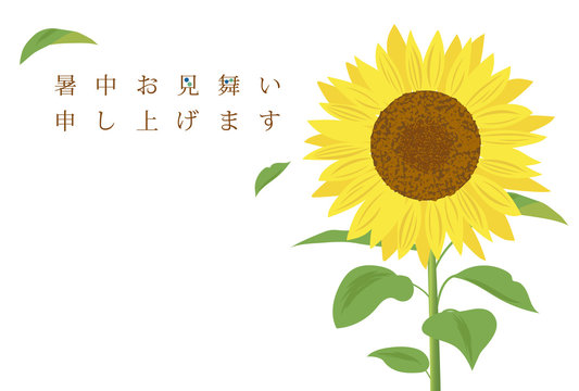 ひまわりの暑中見舞いテンプレート Buy This Stock Vector And Explore Similar Vectors At Adobe Stock Adobe Stock