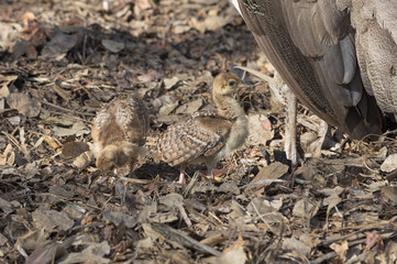 Indian peacock (Pavo cristatus) chicks by their peahen mother.