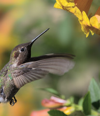 Fototapeta premium Close up of a male Anna's hummingbird hovering in a garden. This hummingbird species is native to the west coast of North America, and was named after Anna Massena, Duchess of Rivoli.