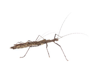 Walking stick Insect male and female isolate on white background ,Thailand