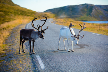 Deer walking along the road