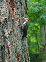 The pileated woodpecker (Dryocopus pileatus)   is pecking at the tree