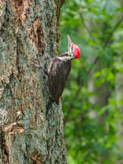 The pileated woodpecker (Dryocopus pileatus)   is pecking at the tree