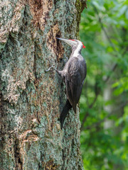 The pileated woodpecker (Dryocopus pileatus)   is pecking at the tree