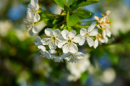Beautiful white flowers on blooming cherry branch