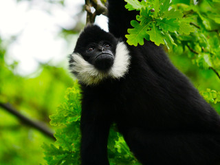 Gibbon à favoris blancs