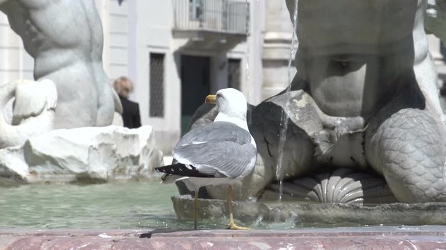 Seagull at fountain at Piazza Navona in Rome
