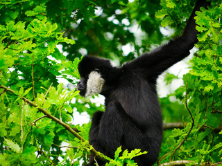 Gibbon à favoris blancs