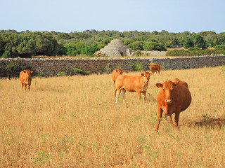Menorca, Spain, the outback between rock pyramids and grazing cows