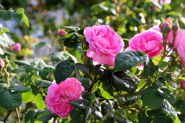 Roses in the summer garden