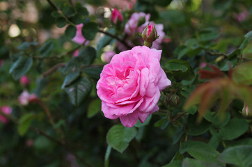 Roses in the summer garden