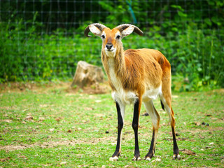 antilope