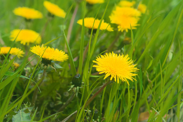 Yellow flowers of dandelions in the green grass bend in the wind, spring scenery
