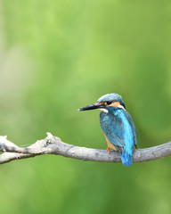 止まり木のカワセミ