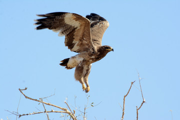 The steppe eagle (Aquila nipalensis) 