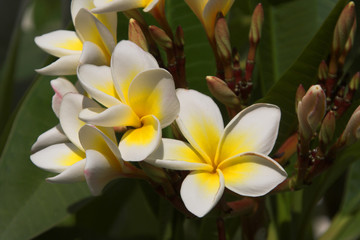 flowers in garden 