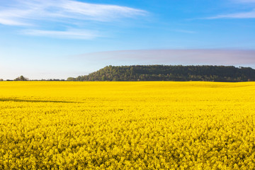 Obraz premium Flowering rape fields in rural landscape