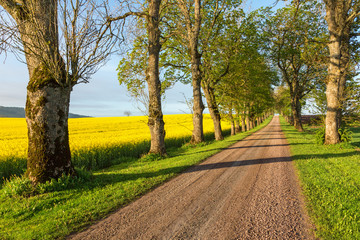 Naklejka premium Gravel road