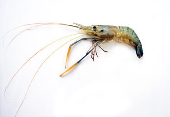 Fresh prawn on White Isolated Background 