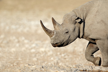 Fototapeta premium Portrait of a black rhinoceros (Diceros bicornis), Etosha National Park, Namibia.