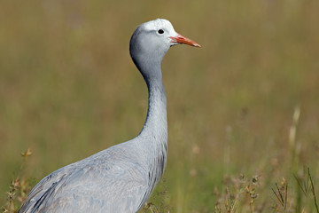 Portrait of an endangered blue crane (Anthropoides paradisea), National bird of South Africa.