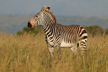 Fototapeta na wymiar Cape mountain zebra (Equus zebra) in grassland, Mountain Zebra National Park, South Africa.