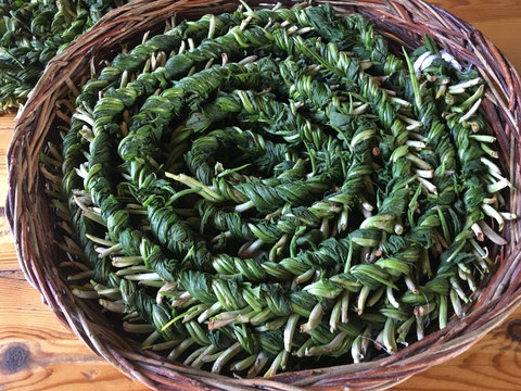 Aveluk or R&uacute;mex conf&eacute;rtus