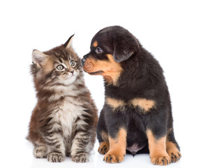Puppy and kitten looking at each other. isolated on white background