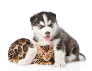 Puppy hugging a kitten. isolated on white background