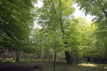 Early springtime through a big Danish beech forest. Light green leaves all over.