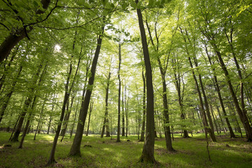 Fototapeta premium Light green springtime forest