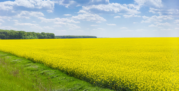 Panorama of the blooming rapeseed field