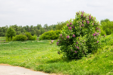 Blooming lilac bush in the garden