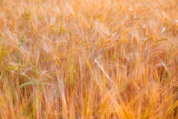 Wheat field