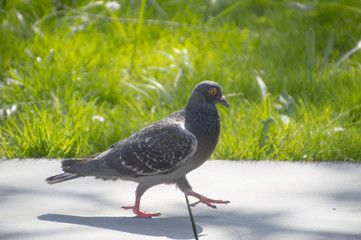 Walking Pigeon