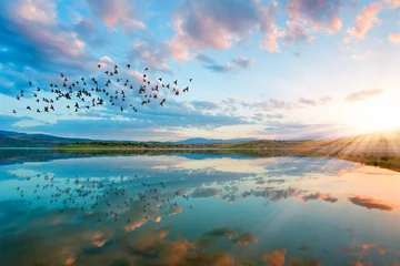 Selbstklebende Fototapeten Vogelsilhouetten, die gegen Sonnenuntergang über dem See fliegen, © muratart