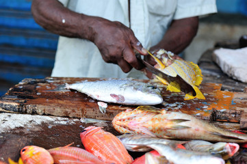 fresh fish selling on the market