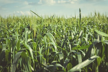 Beautiful green field with young wheat. Stock image.