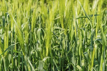 Beautiful green field with young wheat. Stock image.